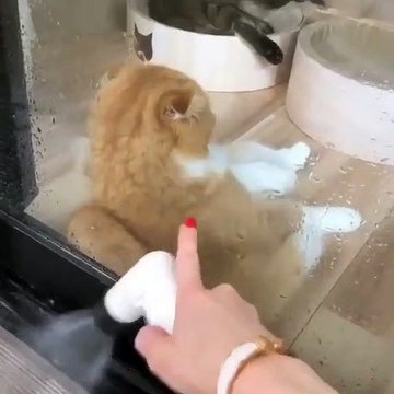 Assurez-vous de bien regarder jusqu’à la fin la vidéo de ce matou … Hilarant