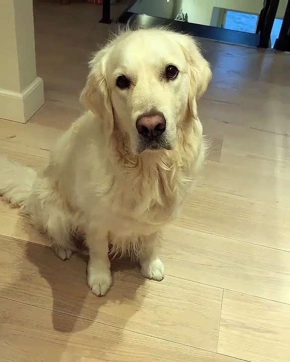 Cette vidéo mérite le détour. Un chien qui mange des haricots verts on en voit pas tous les jours !