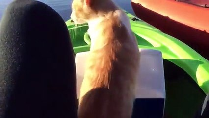 Un chat change de kayak et tombe à l'eau