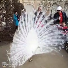 Paon Blanc magnifique