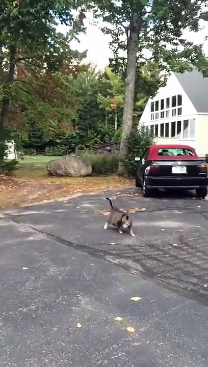 Un gros chat essaye de se rouler par terre