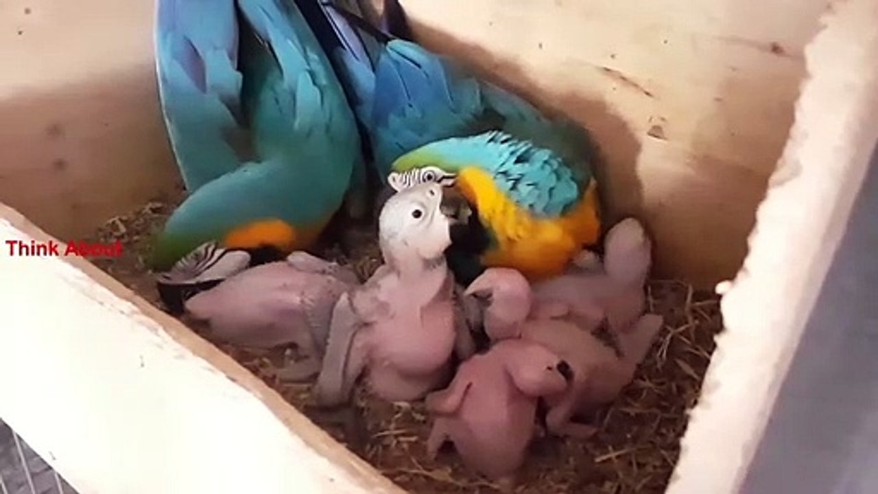 Inside view of wild blue gold macaw nest box with their chicks