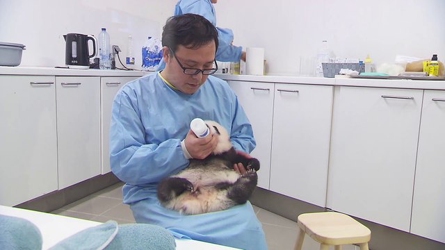 Quels prénoms pour les jumeaux pandas de Pairi Daiza ?