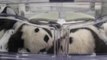 Pairi Daiza: vous pouvez enfin voter pour les noms des deux bébés pandas!