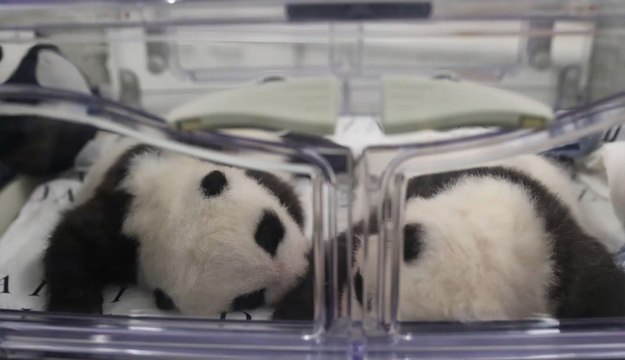 Pairi Daiza: vous pouvez enfin voter pour les noms des deux bébés pandas!