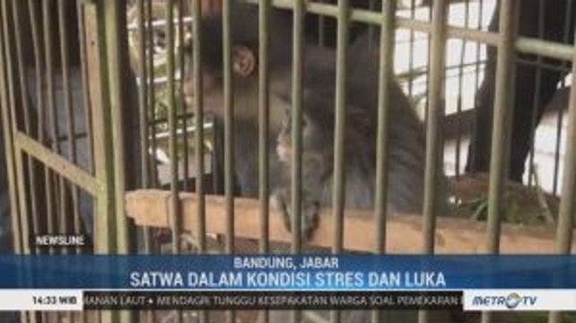 Polda Jabar Gagalkan Penjualan 9 Ekor Satwa Langka