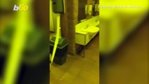Video Shows Two Kangaroos Eating Toilet Rolls in a Men’s Bathroom