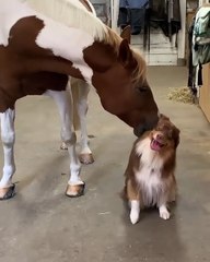 Une amitié sans nom entre un chien et un cheval.Une complicité qui va au delà du jeu. La tendresse !