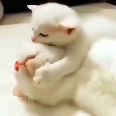 On ne peut que se sentir ému devant cette vidéo. Ce petit minet voue un amour inconditionnel à son ami.