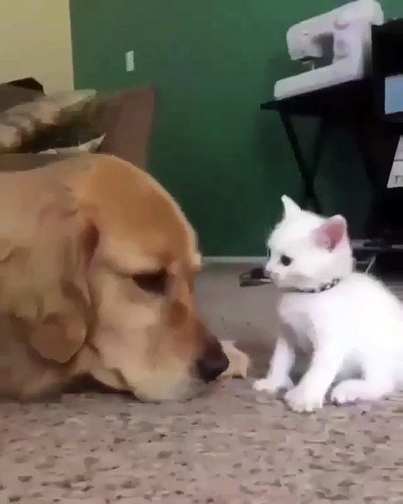 Quand un chaton tenace décide de faire la fête à un gros toutou