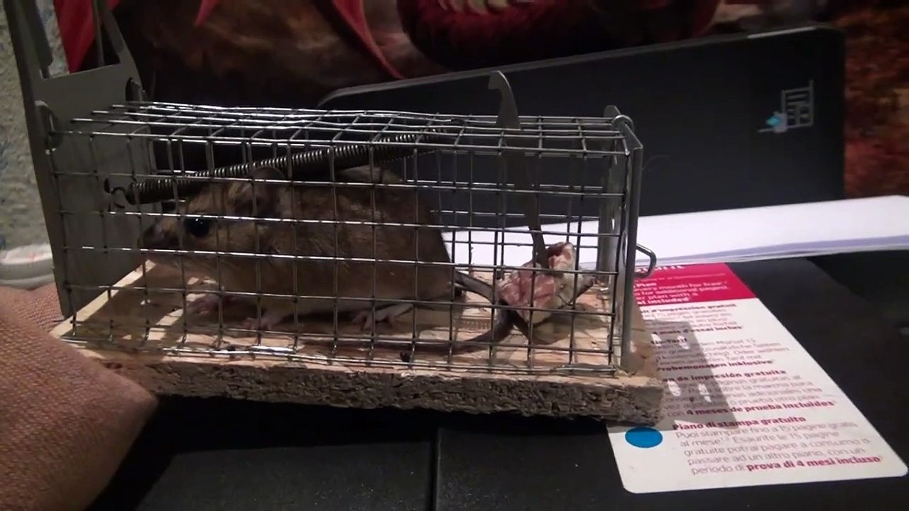 Ratte Drausen und innen Maus?