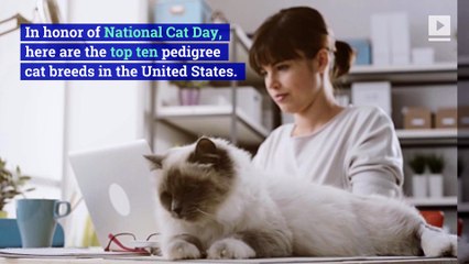 Top 10 Pedigree Cat Breeds in America (National Cat Day, October 29th)