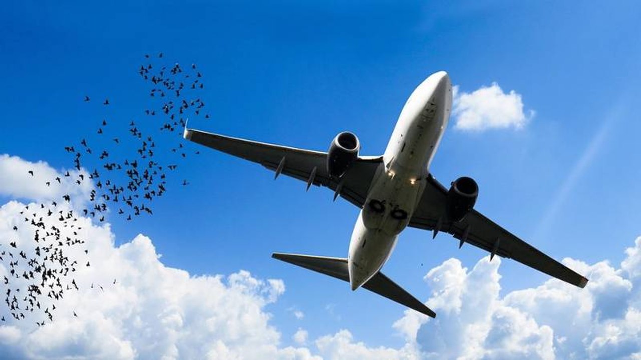 Piloto graba desde la cabina el impacto de un pájaro contra el parabrisas del avión