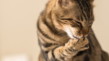 ¿Cómo se producen las bolas de pelo en los gatos?