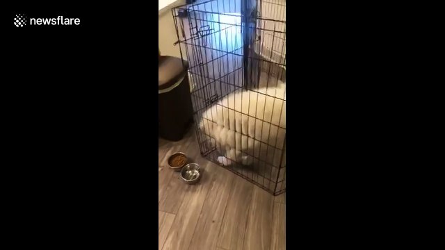 Hilarious moment dog cannot be contained by pen and keeps roaming house
