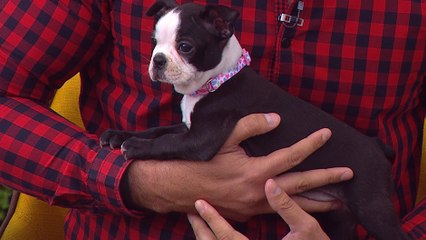 bd-cuide-a-sus-perros-de-parasitos-291019