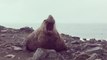 Sluggish Elephant Seal Burps Out Loud on Beach