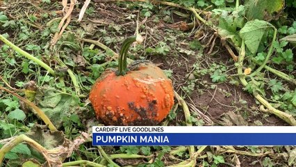 GOODLINES: 30th October 2019