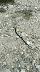 cobra run in dry river