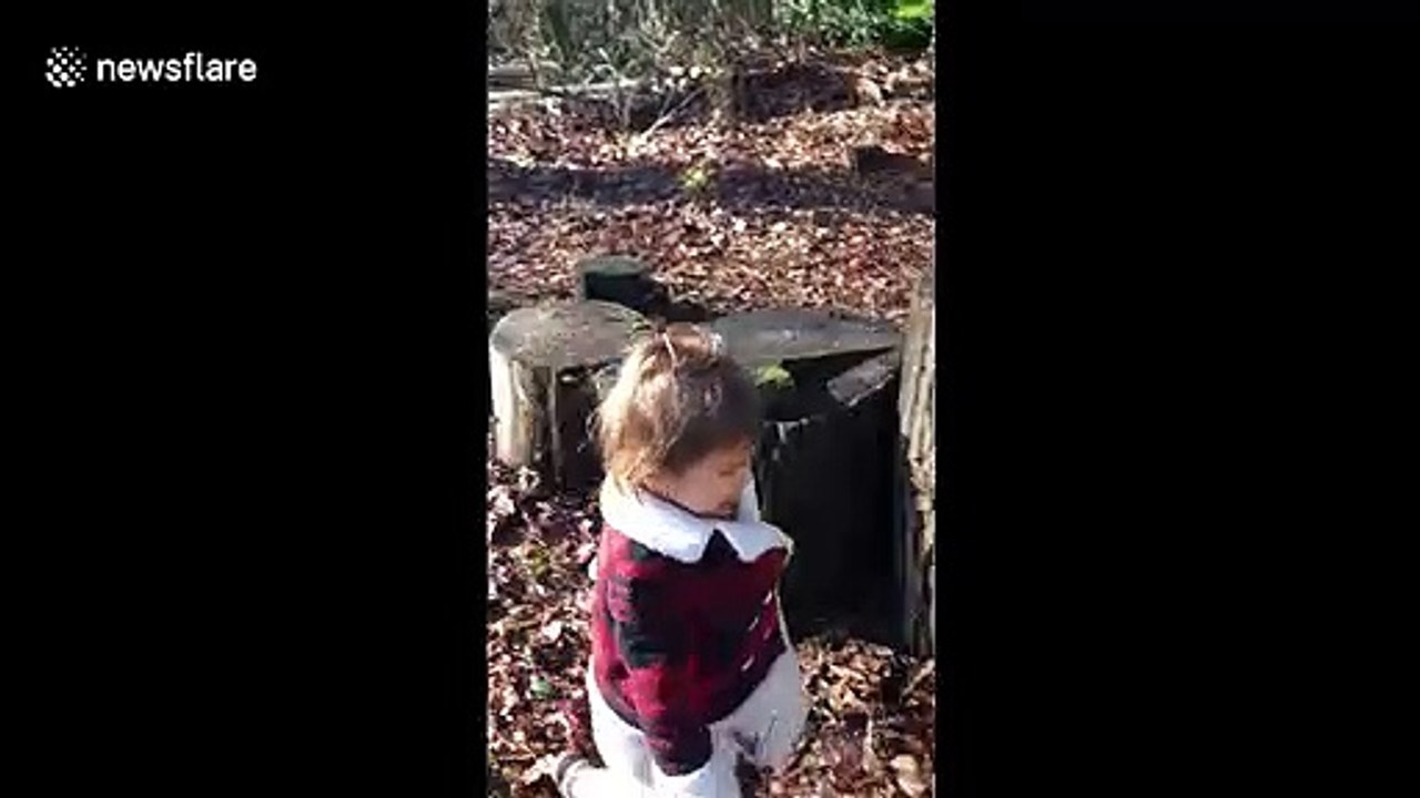 Determined little girl falls off tree stumps but keeps on going video