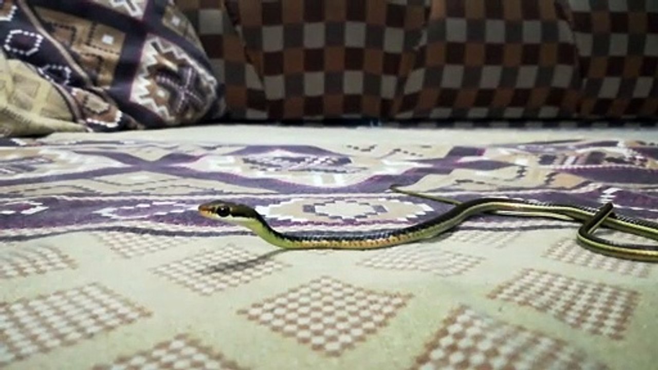 bronzback a tree snake