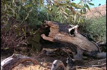 Planeta dos Macacos, A série de TV - 10