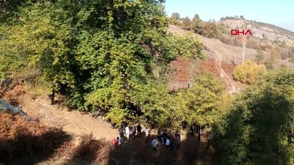 Kütahya 810 yaşındaki kestane ağacında hasat