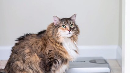 How Dieting with Your Cat Could Be the Key to Weight Loss