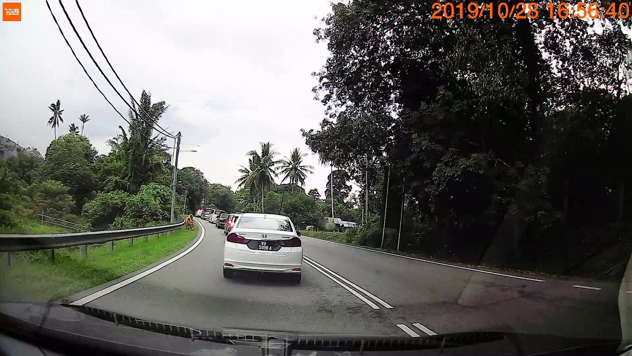 Car Collides with Cow in Kuala Pilah