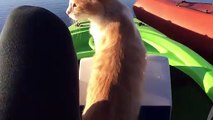 Ce chat tombe à l'eau en passant d'un Kayak à l'autre !