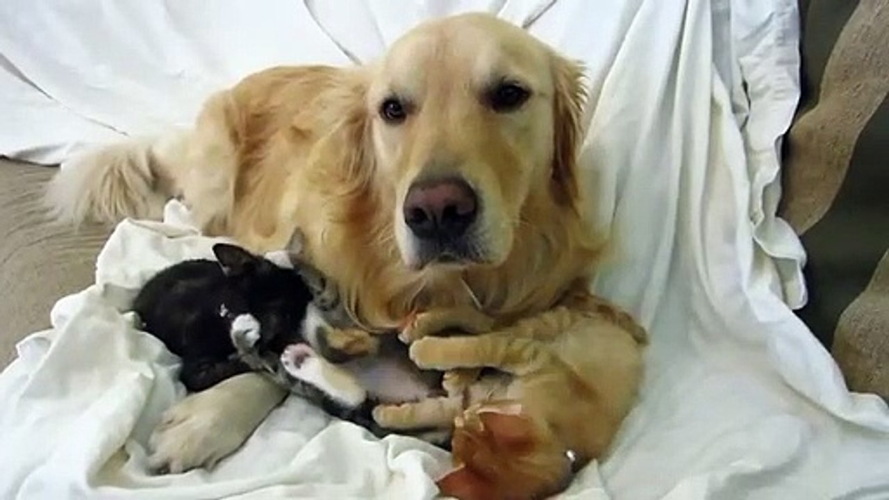 Ce chien s'occupe de... 3 petits bébé chats !