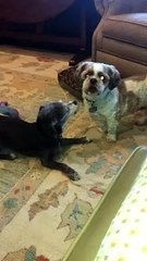 Dogs playing - we love this!