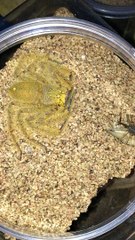 David Bowie Spider Flees From Food