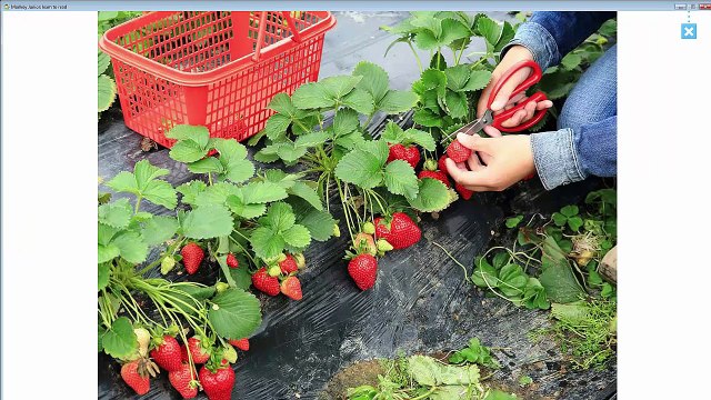 Bé học tiếng Anh bằng Monkey Junior - Các màu sắc trong Tiếng Anh