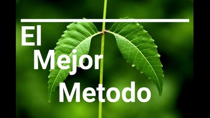 Como germinar semilla de neem