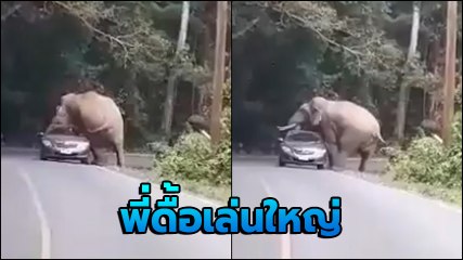หัวใจจะวาย ! นาทีช้างพี่ดื้อเบียดทับรถเก๋งจนหลังคายุบ