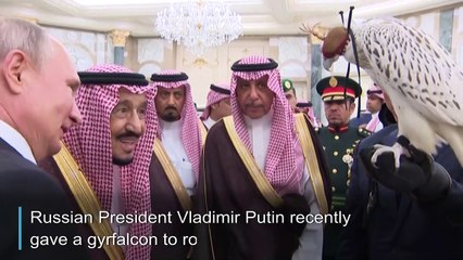 Kremlin-backed falcon project sparks smuggling fears