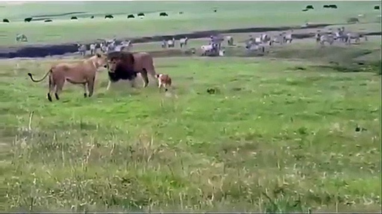 Aslan olmak başka, aslan yürekli olmak bambaşka!