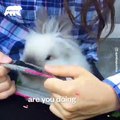 This fluffy bunny looks so sweet!  - Naturee Wildlife