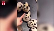 Panda görünümlü köpekler hayvanseverleri harekete geçirdi