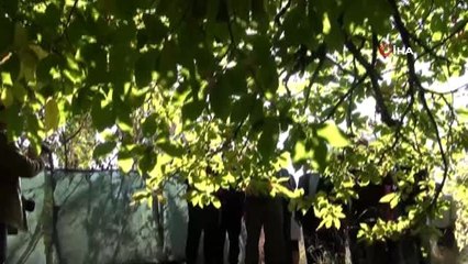 Asırlık kestane ağaçlarında hasat