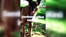 Beşiktaş’ta bir köpek 4 el ateş açılarak öldürüldü