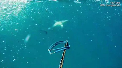 Un YouTubeur sauve sa chienne menacée par des requins