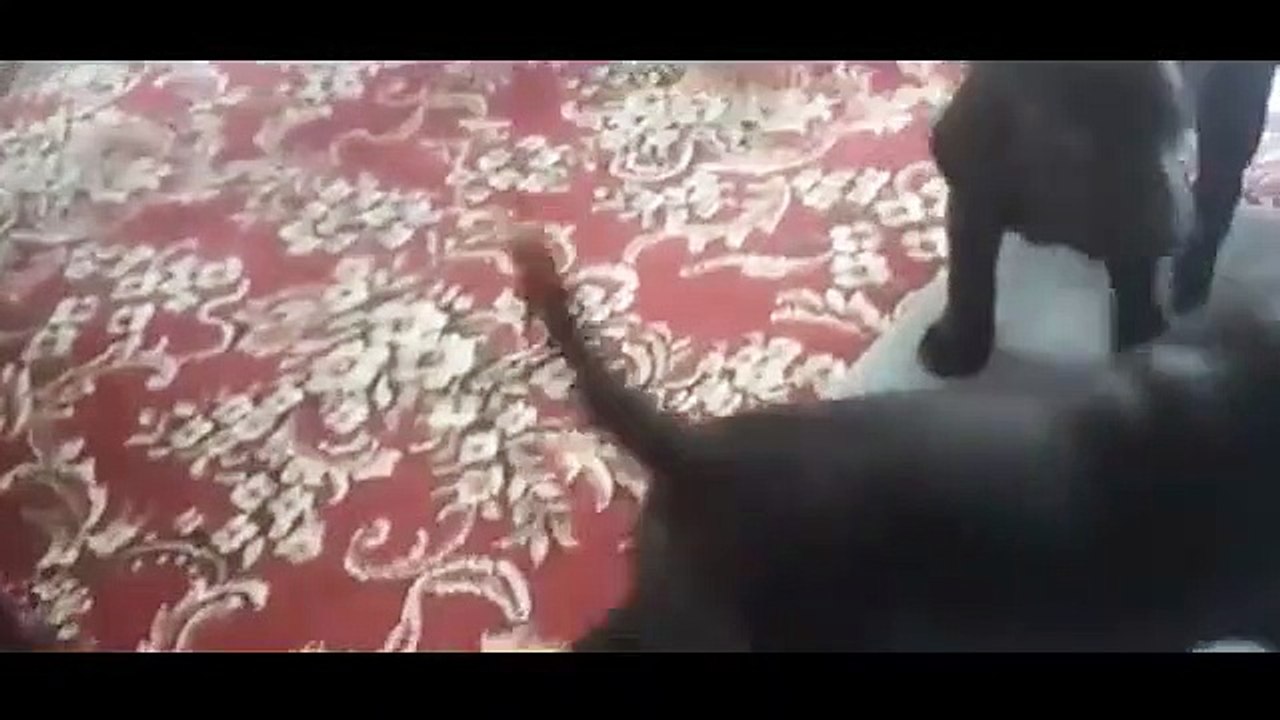 Une chienne donne naissance à 13 chiots