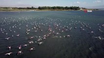 Van Gölü binlerce flamingoya ev sahipliği yapıyor