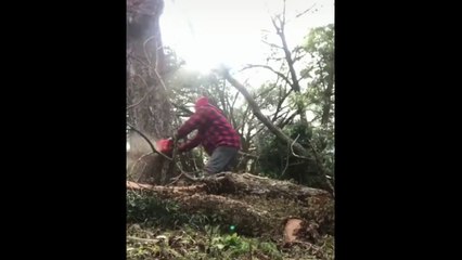 Un bûcheron coupe un arbre et se retrouve au sol