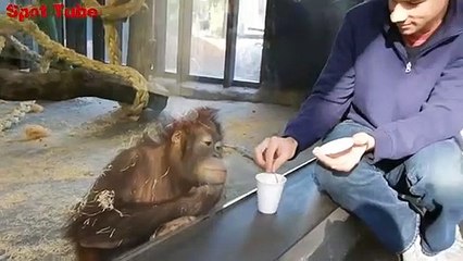 #Spot tube || Monkey Sees A Magic Trick