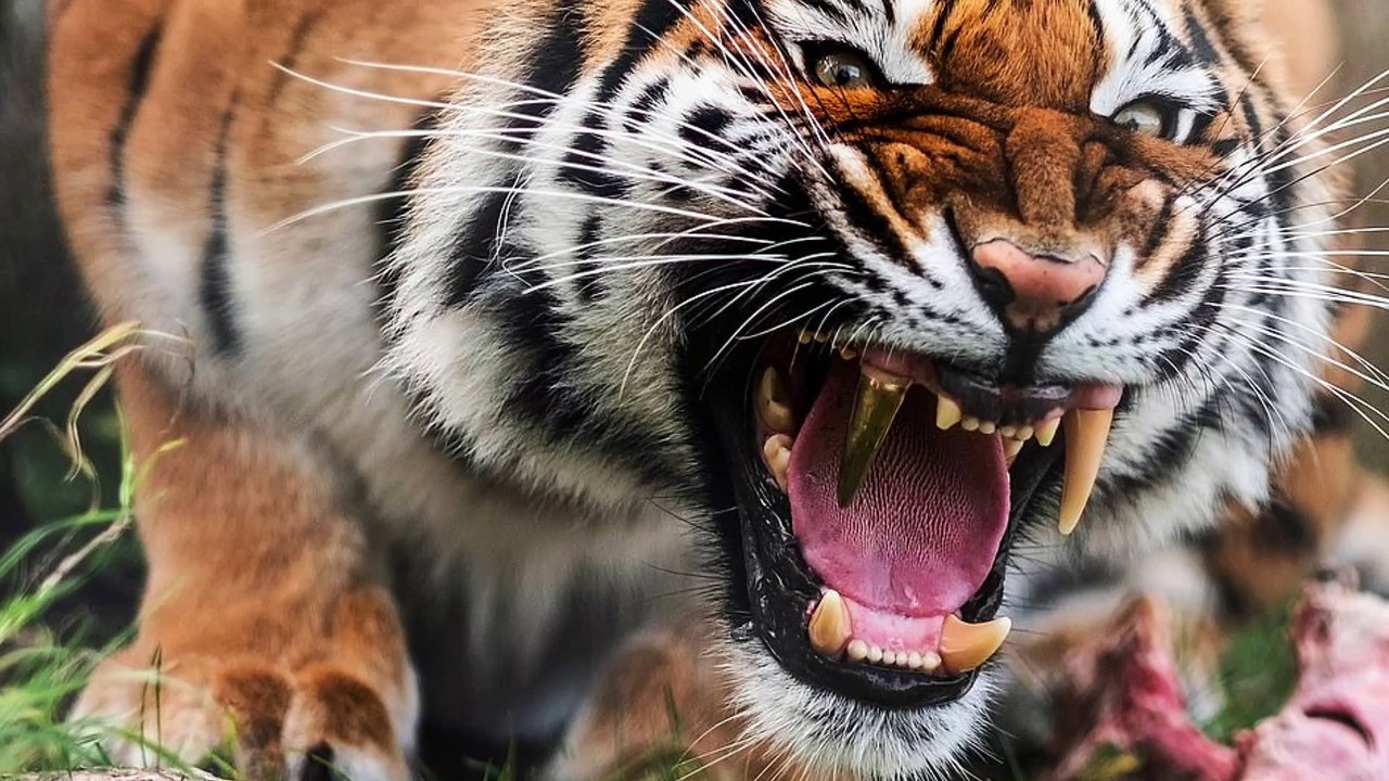 Un tigre se fait remplacer sa canine par une dent en or