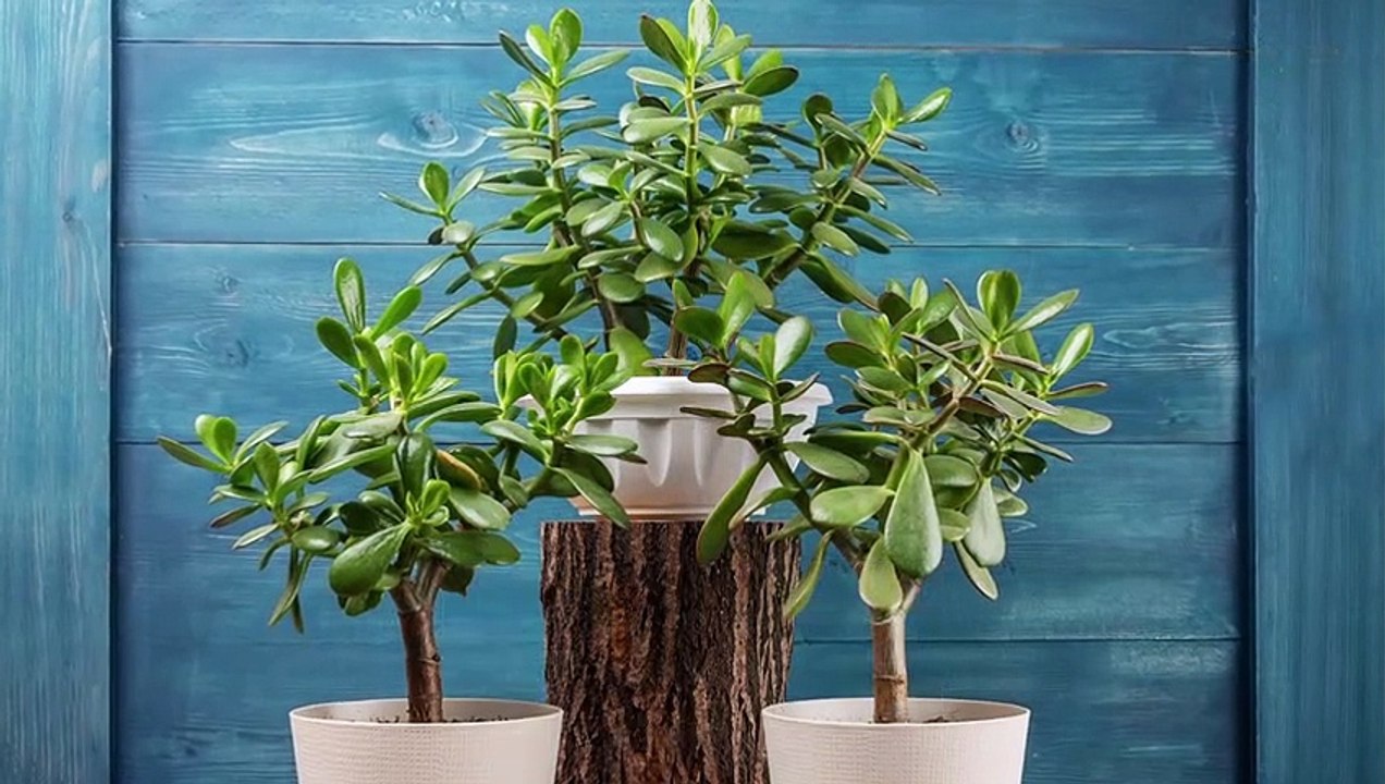 Les plantes dépolluantes contre les ondes