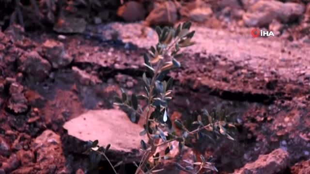 - 'Tapulu arazim' dedi asfaltın ortasına hafriyat döküp, zeytin fidanı dikti